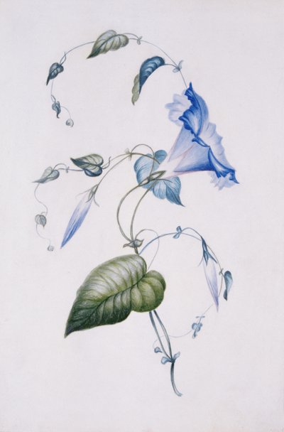 Campanillas Azules de Charlotte Bronte