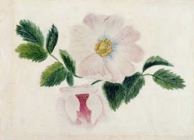 Rosas Rosadas de Charlotte Bronte