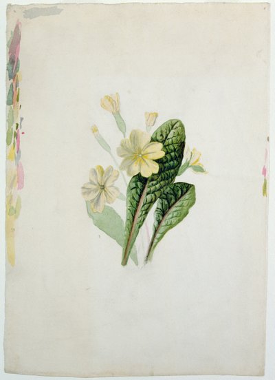 Estudio de una Primavera de Charlotte Bronte