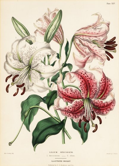 Variedades de lirio japonés, Lilium specioseum de Charlotte Caroline Sowerby