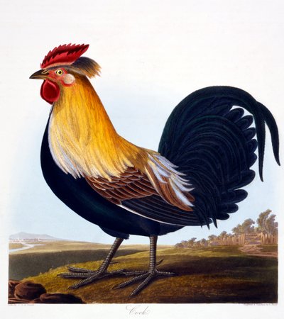 Gallo (Phasianus), grabado por Robert Havell, Jr (1793-1878), 1835 de Charlotte L. E. Perrott
