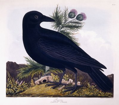 Cuervo: Gran Corbie de Charlotte L. E. Perrott