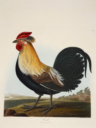 Gallo, Phasianus, pub. 1835 de Charlotte Lousia Emily Perrott