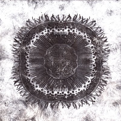 Células vegetales de Charlotte Orr