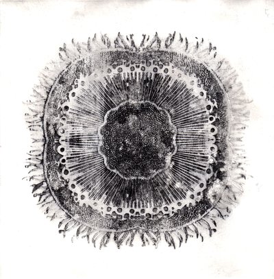 Células Vegetales, 2019 de Charlotte Orr