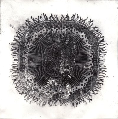 Células Vegetales, 2019 de Charlotte Orr