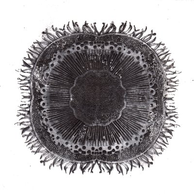 Células Vegetales, 2019 de Charlotte Orr