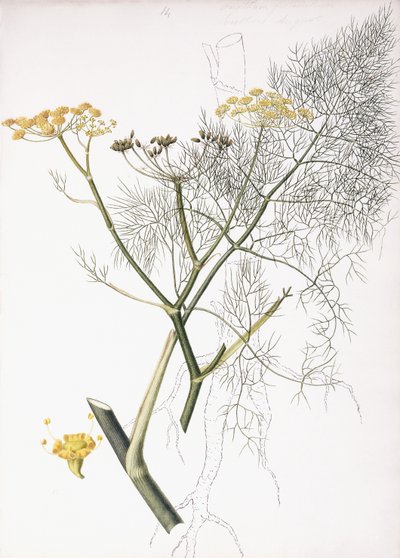 Estudio botánico, 1822-1845 de Charlotte Strickland