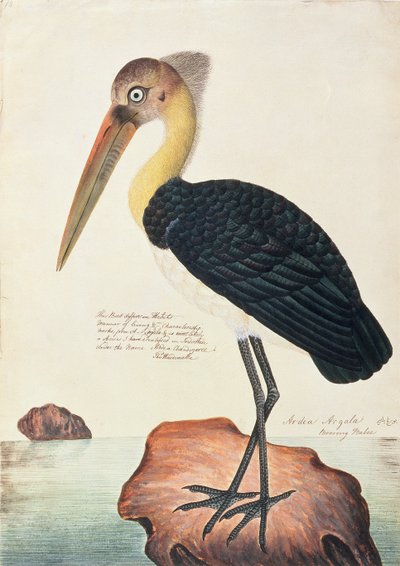 Ardea Argala, de Dibujos de Aves de Malaca, c.1805-18 de Chinese School