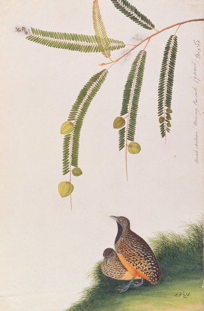 Codorniz Botón Barrada, de Dibujos de Aves de Malaca, c.1805-18 de Chinese School