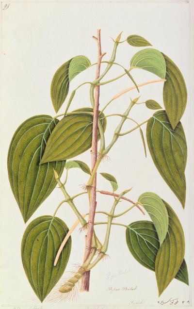 Hoja de Betel, de Cincuenta y Cinco Dibujos de Plantas Medicinales de Malaca, Volumen 1, c.1805-18 de Chinese School