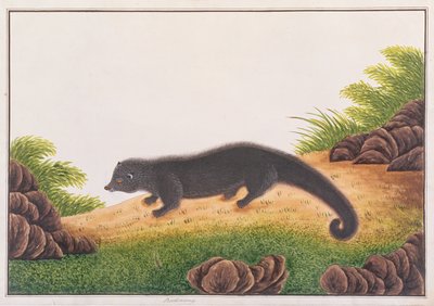 Binturong, de Dibujos de Animales, Insectos y Reptiles de Malaca, c.1805-18 de Chinese School