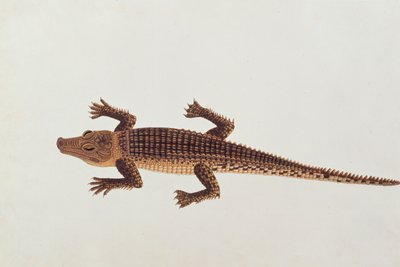 Caimán Boo-ay-ah, de Dibujos de Animales, Insectos y Reptiles de Malaca, c.1805-18 de Chinese School