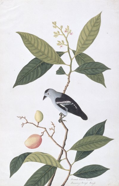 Booah Nawa Hawa, de Dibujos de Aves de Malaca, c.1805-18 de Chinese School