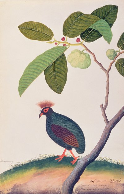 Booah Tumpang, de Dibujos de Aves de Malaca, c.1805-18 de Chinese School