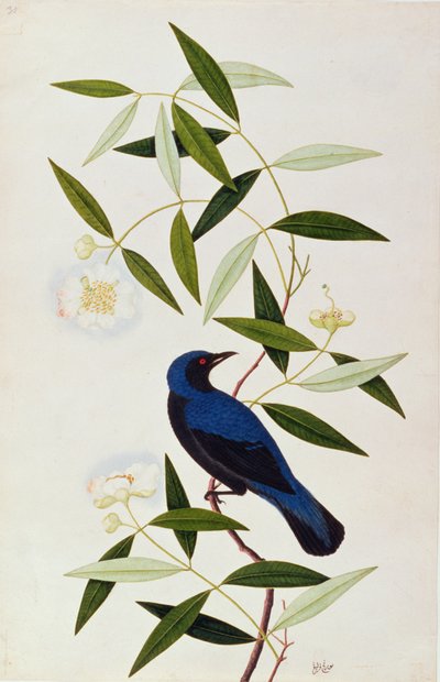 Boorah Farleeh, de Dibujos de Aves de Malaca, c.1805-18 de Chinese School