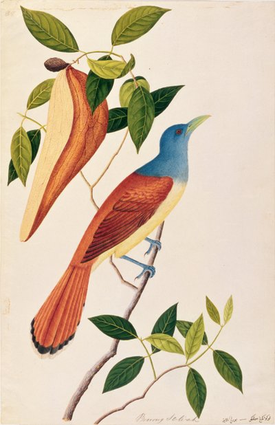 Boorong Seli-ah, de Dibujos de Aves de Malaca, c.1805-18 de Chinese School