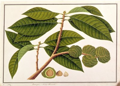 Brangam o Castaña Malaya, de Dibujos de Plantas de Malaca, c.1805-18 de Chinese School