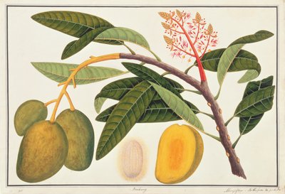 Buihang Mangifera, de Dibujos de Plantas de Malaca, c.1805-18 de Chinese School