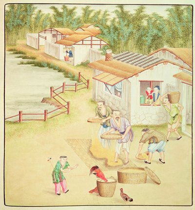 Campesinos chinos cribando arroz de Chinese School