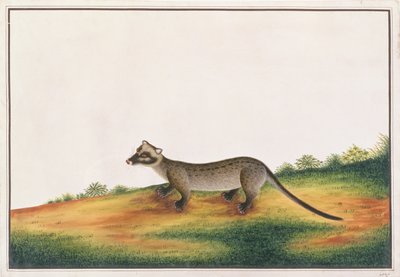 Civeta de Palma Común, de Dibujos de Animales, Insectos y Reptiles de Malaca, c.1805-18 de Chinese School