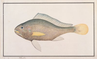 Corvina, de Dibujos de peces de Malaca, c.1805-18 de Chinese School