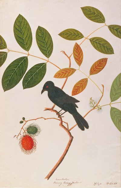 Drongo de pico de cuervo, de Dibujos de Aves de Malaca, c.1805-18 de Chinese School