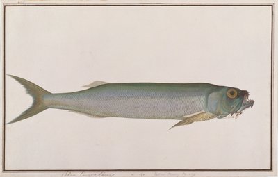 Dorab Wolf-herring, de Dibujos de peces de Malaca, c.1805-18 de Chinese School