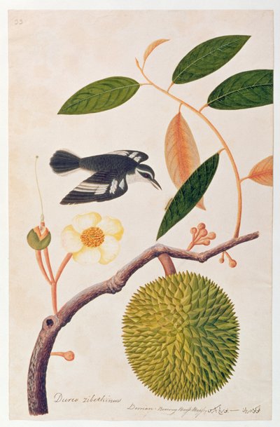 Durie zibethinus, Dorrian o Boorong Brass Brass, de Dibujos de aves de Malaca, c.1805-18 de Chinese School