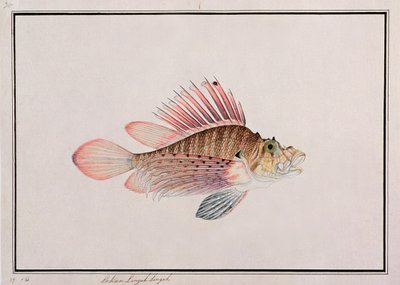 Eekan Linqah Singah, de Dibujos de peces de Malaca, c.1805-18 de Chinese School