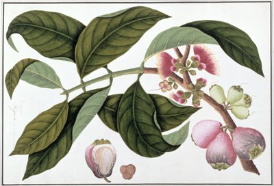 Eugenia o Jamboo Teloie poote, de Dibujos de Plantas de Malaca, c.1805-18 de Chinese School