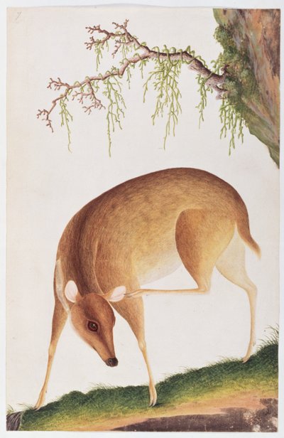 Cervatillo, de Dibujos de Animales, Insectos y Reptiles de Malaca, c.1805-18 de Chinese School