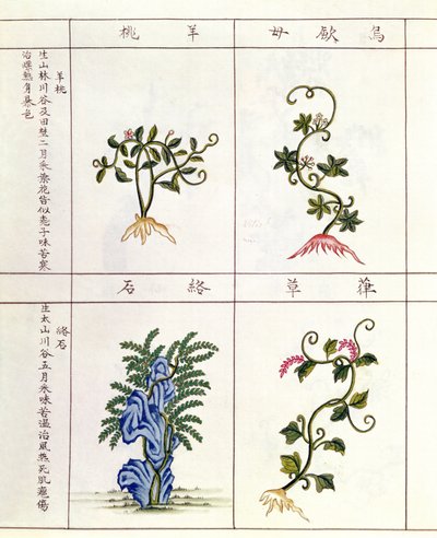 Cuatro plantas de un Pen Tsao, una colección de plantas medicinales, siglos XVIII-XIX de Chinese School