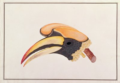 Gran cálao, de Dibujos de Aves de Malaca, c.1805-18 de Chinese School