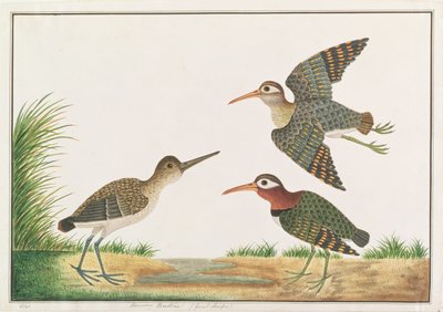 Agachadiza Pintada Mayor, de Dibujos de Aves de Malaca, c.1805-18 de Chinese School