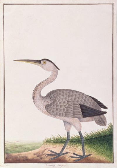 Garza gris, de Dibujos de Aves de Malaca, c.1805-18 de Chinese School