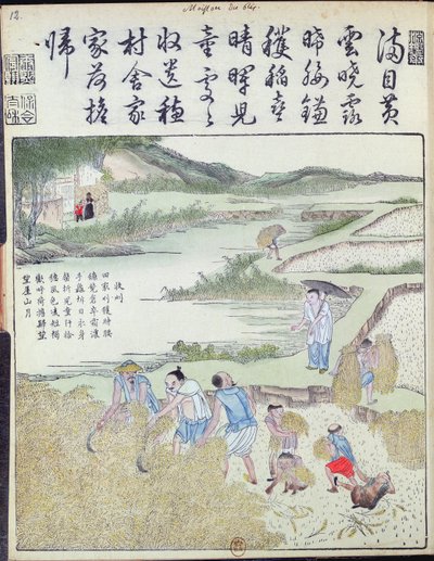 Cosecha, el cultivo del arroz en China de Chinese School