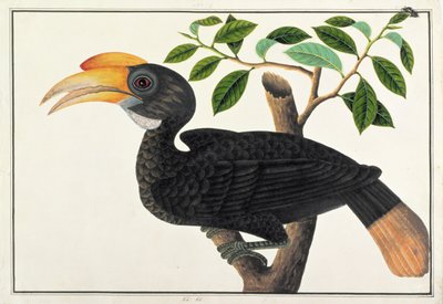 Ke ke, de Dibujos de Aves de Malaca, c.1805-18 de Chinese School