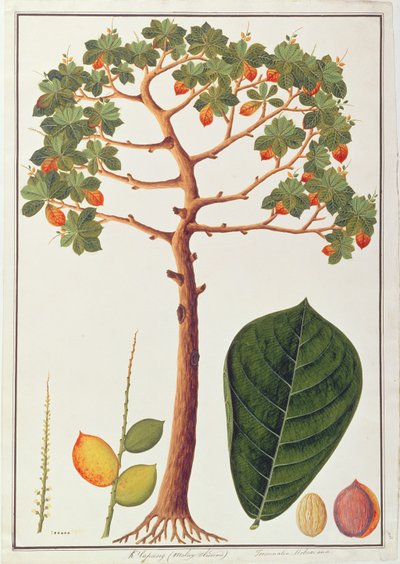 Klapang Terminalia Molucana o Almendra Malaya, de Dibujos de Plantas de Malaca, c.1805-18 de Chinese School