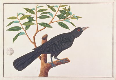 Koel, de Dibujos de Aves de Malaca, c.1805-18 de Chinese School