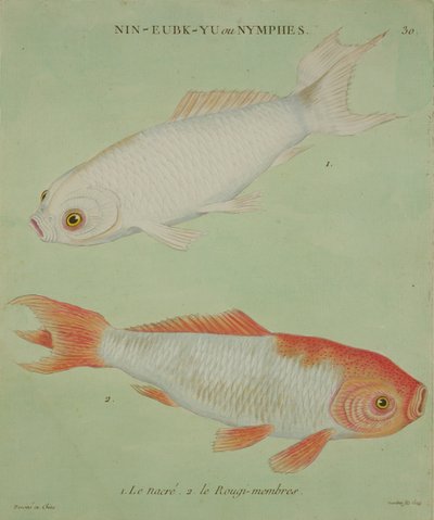 Le Nacre, Le Rougi-Membres, grabado por François Nicholas Martinet (1731-p.1796) de Chinese School