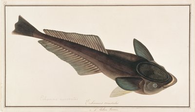 Rémora, de Dibujos de peces de Malaca, c.1805-18 de Chinese School