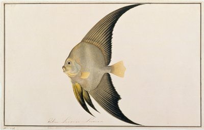 Pez Murciélago de Aletas Largas, de Dibujos de Peces de Malaca, c.1805-18 de Chinese School