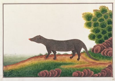 Mangosta, de Dibujos de Animales, Insectos y Reptiles de Malaca, c.1805-18 de Chinese School