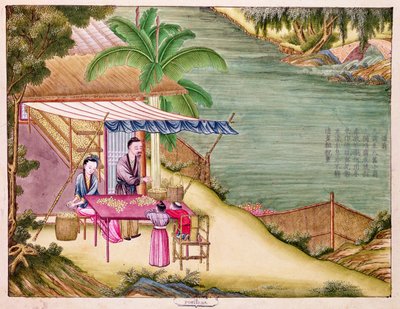 Clasificación de los capullos, de un libro sobre la industria de la seda de Chinese School