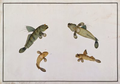 Pez de Lodo, Bloodo chiena, Bloodo La-ore, de Dibujos de Peces de Malaca, c.1805-18 de Chinese School