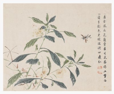 Jardín de semillas de mostaza de Chinese School