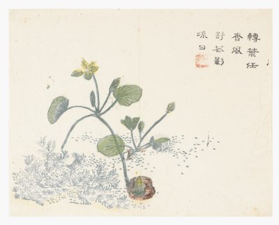 Jardín de Semillas de Mostaza de Chinese School
