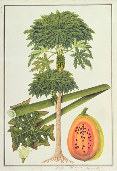 Papaya, La Papau o Caica Papaya, de Dibujos de Plantas de Malaca, c.1805-18 de Chinese School