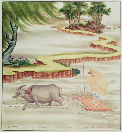 Campesino trabajando en los arrozales de Chinese School